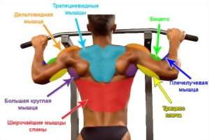 какие мышцы тренируются при подтягивании